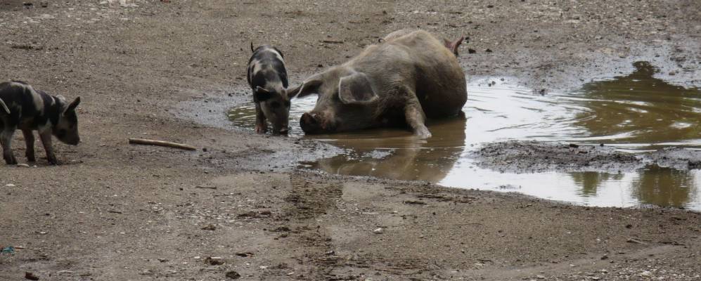 
            Фотография Подхребтового