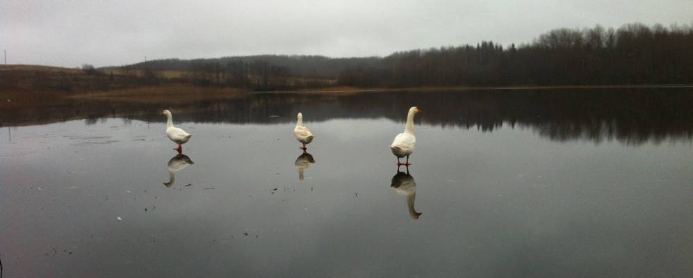 
            Фотография Кузьминки