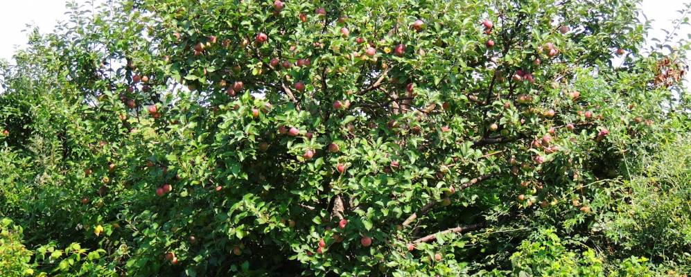 
            Фотография Хавенки