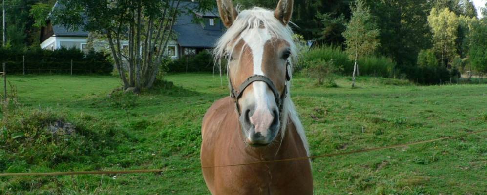 Фотография Прашилы