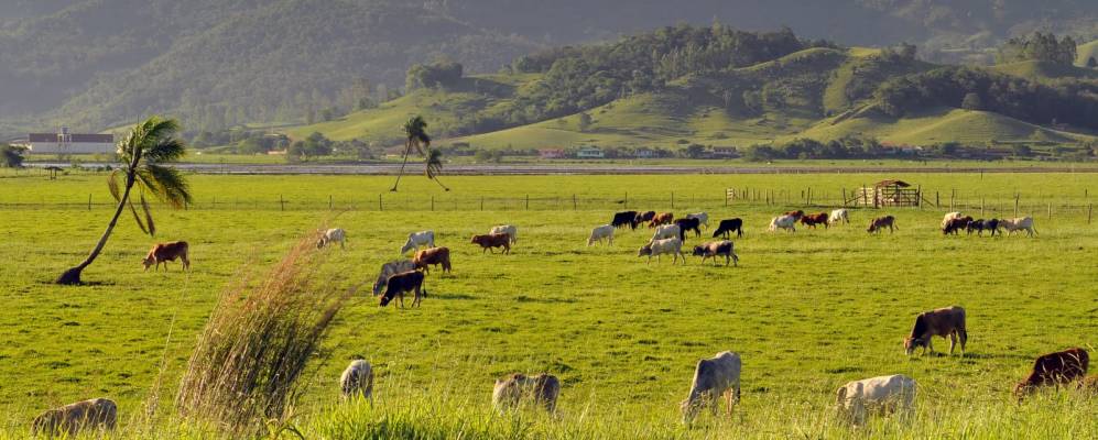 
            Фотография Граватала