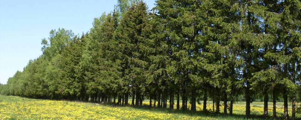 
            Фотография деревни Большие Изори