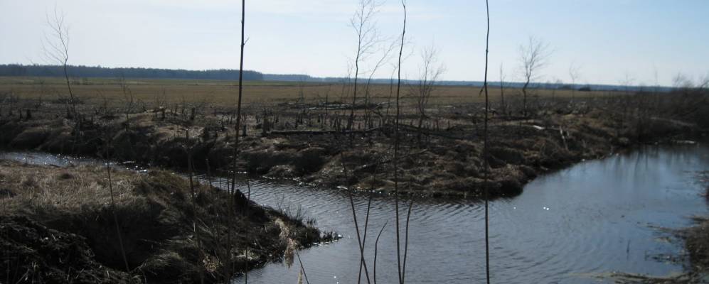 
            Фотография Гороховища