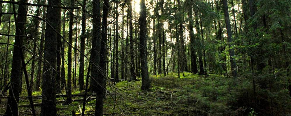 Фотография деревни Соболяны