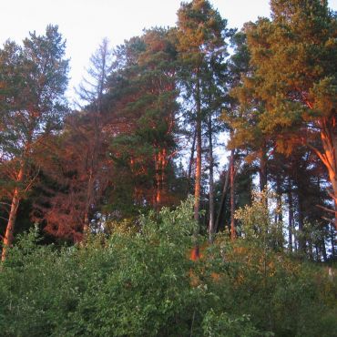 Гребеневская