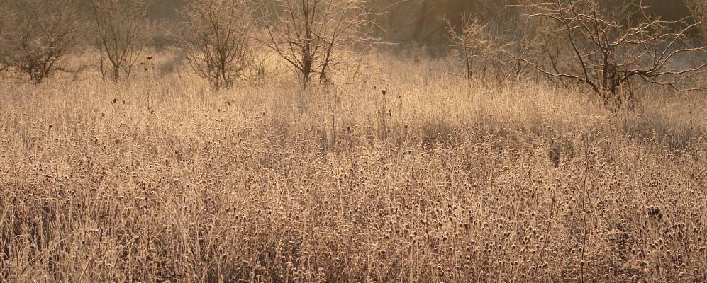 Фотография Шипов