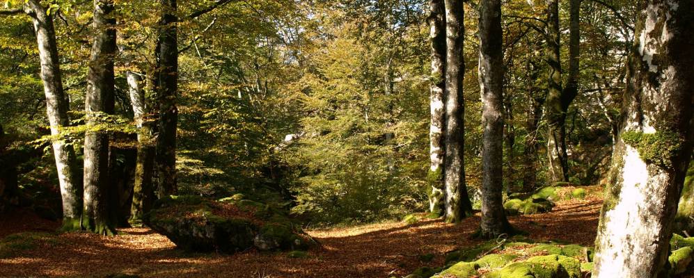 
            Фотография Альсасуа