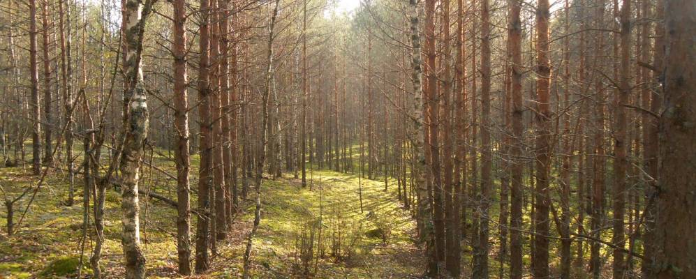 
            Фотография Степаньково