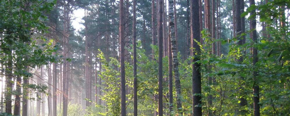 
            Фотография Буды