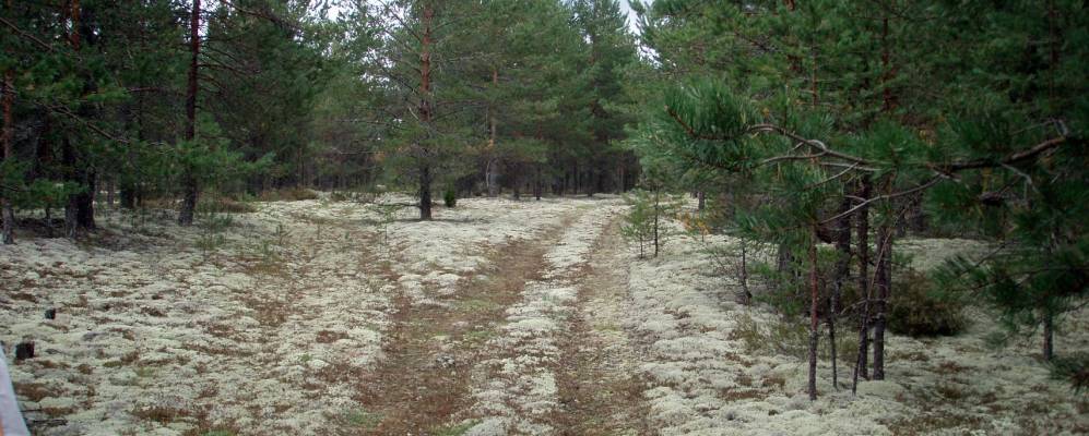 
            Фотография Щепья