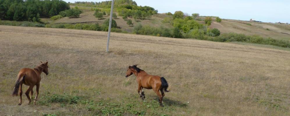 
            Фотография Старокурмашево