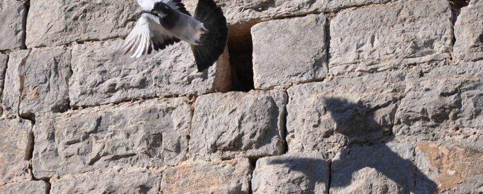 
            Фотография Тарадо