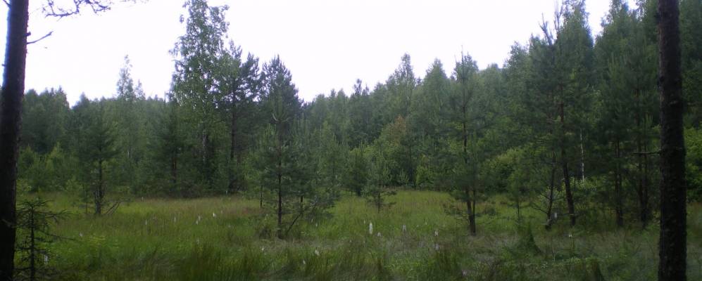 
            Фотография Сивково