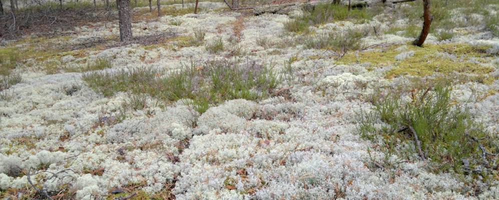 
            Фотография Степачево