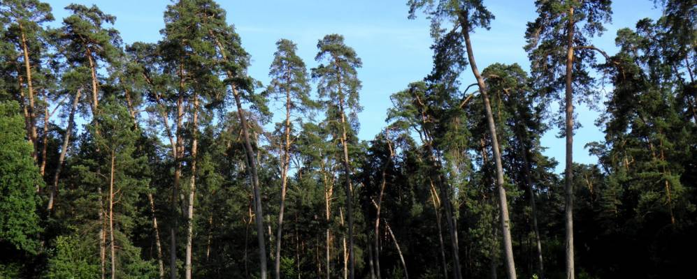 
            Фотография Руды-Красной