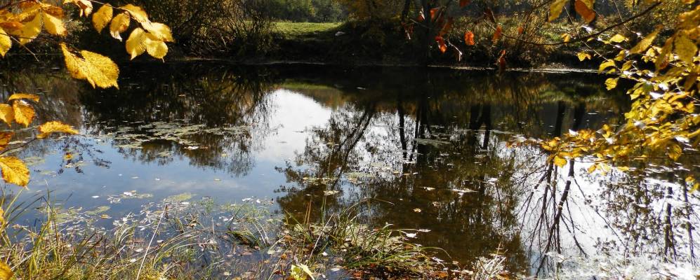 
            Фотография Луговики