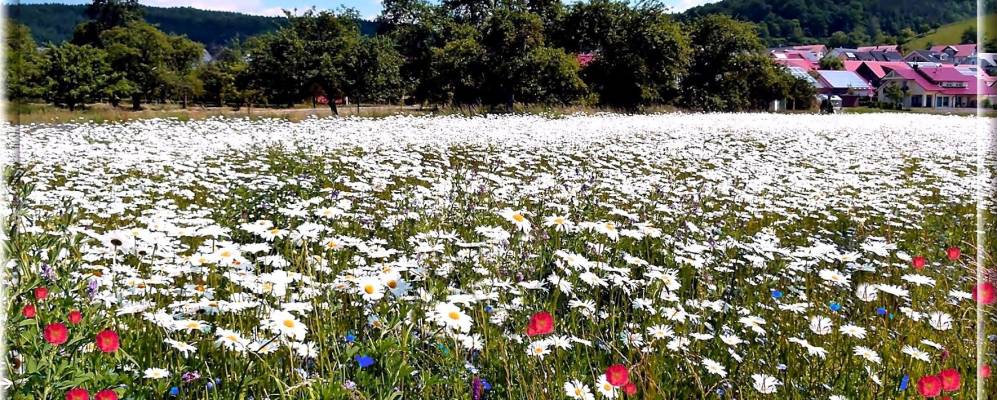 
            Фотография Штайсслингена