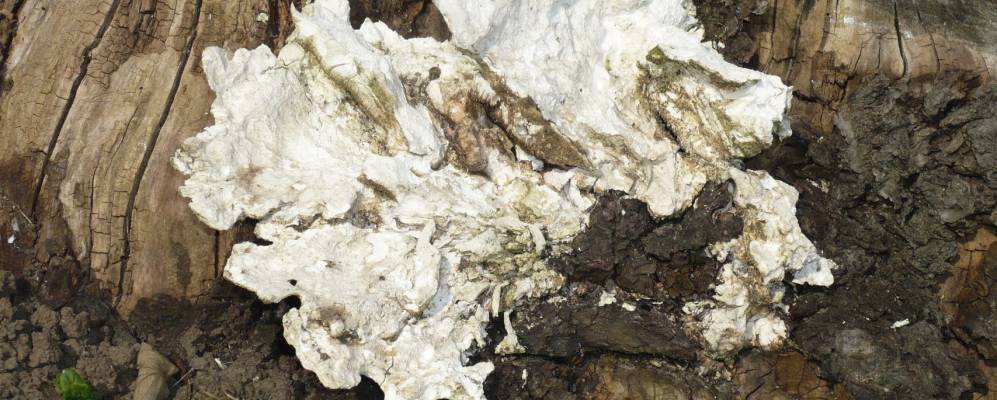 
            Фотография Клиторпса