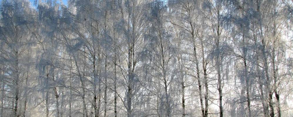 Фотография Черниково