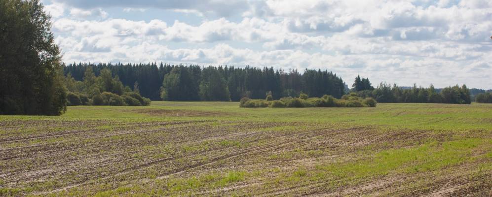 
            Фотография Елино