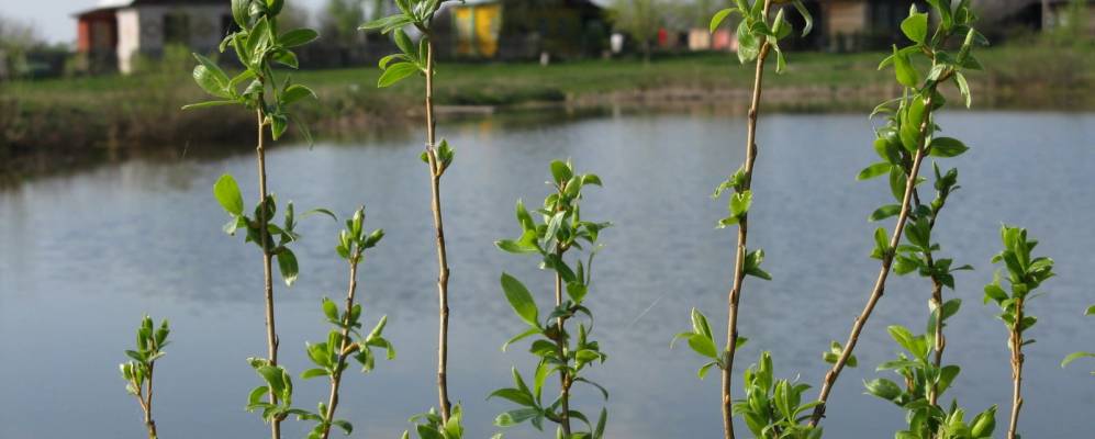 Фотография Чирикалово