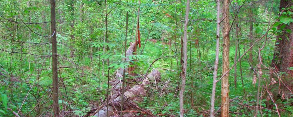 Фотография Горновских