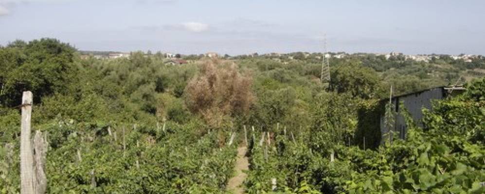 
            Фотография Чессанити