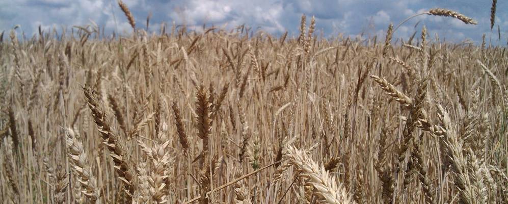 
            Фотография Ясенков