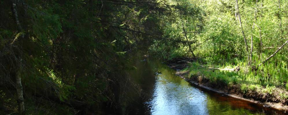 Фотография Болота