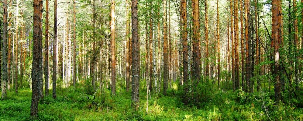 
            Фотография Куртяевской