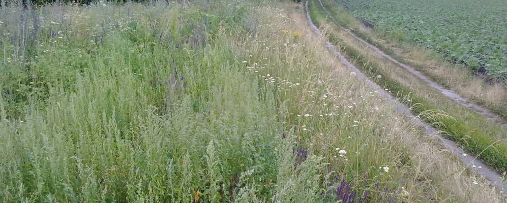 
            Фотография Богдано-Вербки