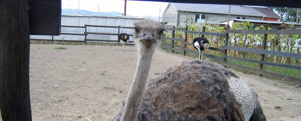 
            Фотография Виноградного