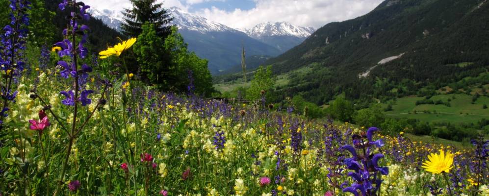 
            Фотография Терминьон