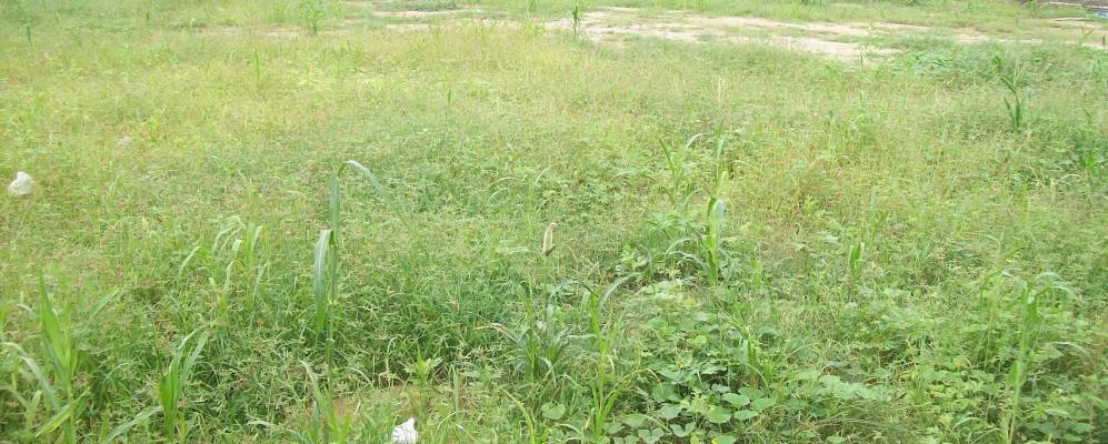 
            Фотография Рапара