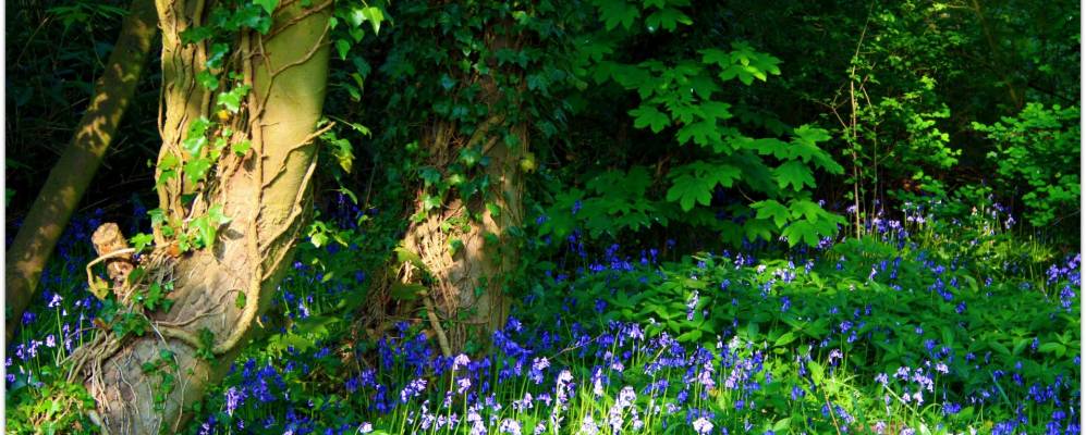 
            Фотография Маркет Босуорта