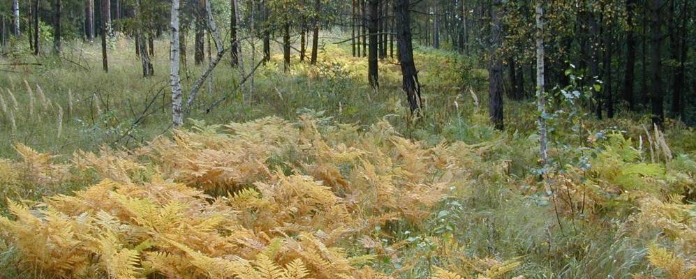 
            Фотография Репихово