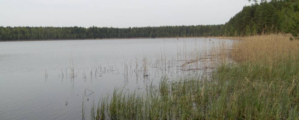 
            Фотография Золотого