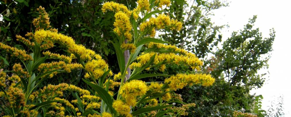 
            Фотография Вальбуэна-де-Дуэро