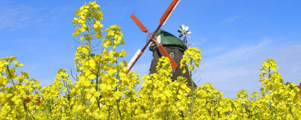 
            Фотография Нойбукова