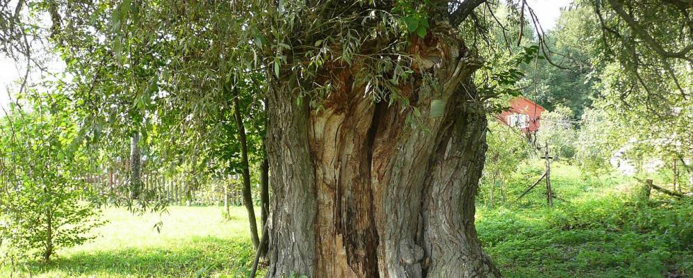 
            Фотография Ольгино