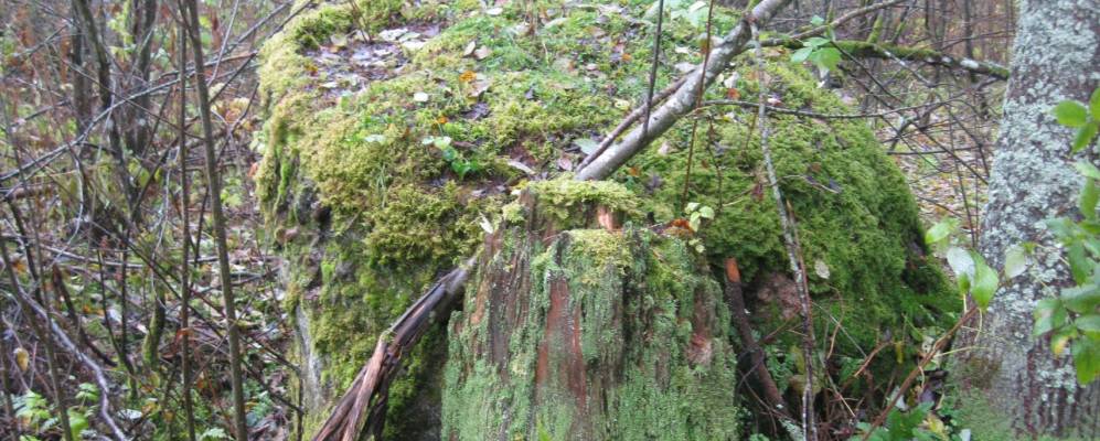 
            Фотография Красного Бора