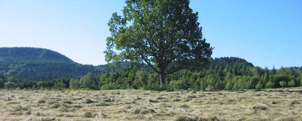 
            Фотография Дайлингена