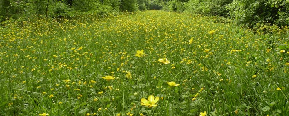 
            Фотография Баньякавалло