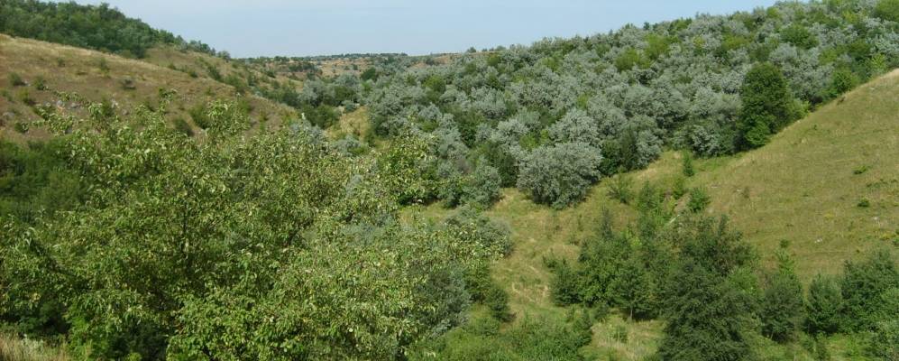 
            Фотография Кавкова Яра