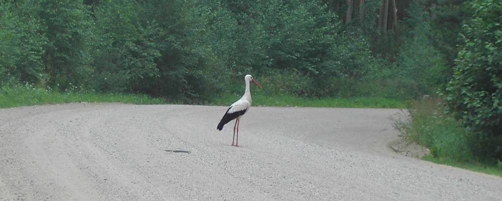 
            Фотография Лисино