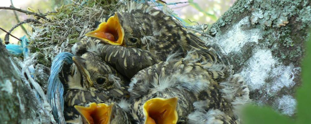 
            Фотография Сен-Жюлиан-дё-Конселя