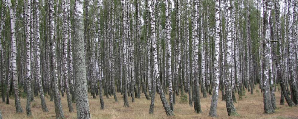 
            Фотография Торчина
