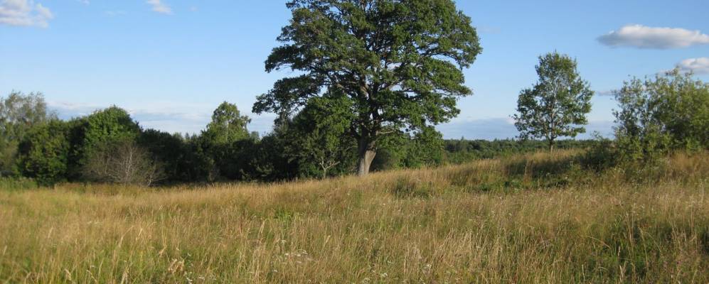 
            Фотография Коровкино