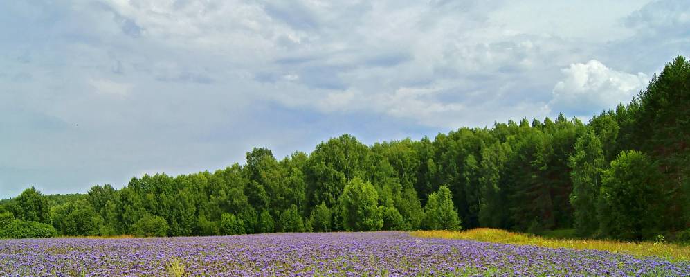 
            Фотография Боровково