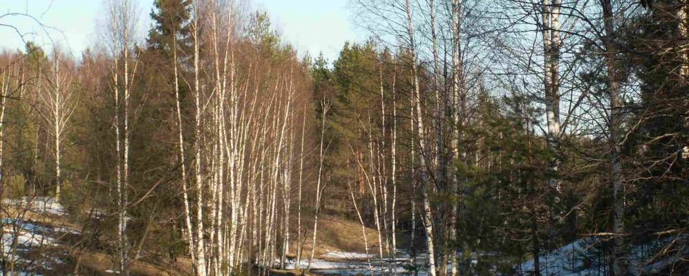 Фотография Рождественского